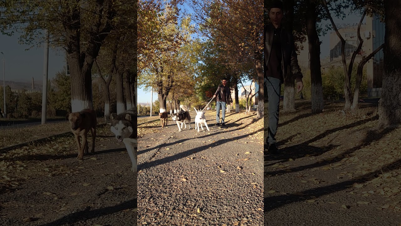 Bull Terrier Danny and Husky Alpha