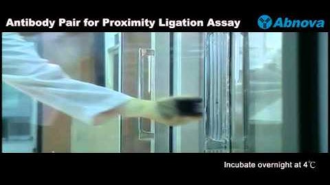 Antibody Pair for Proximity Ligation Assay