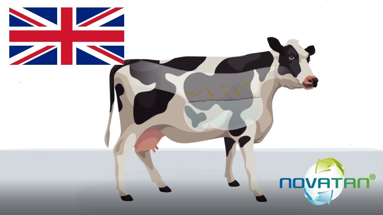 EN - Novatan® for dairy cows: Improves digestive function & milk production