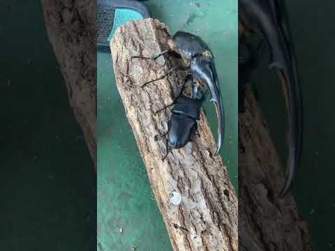 ヘラクレスオオカブト対オオクワガタ