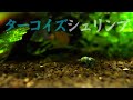 【ターコイズシュリンプ】ポツポツ死の始まりか？水質に疑問点！【ターコイズ水槽 #02】