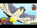 Birds in action  amazing birds moments  wild kratts