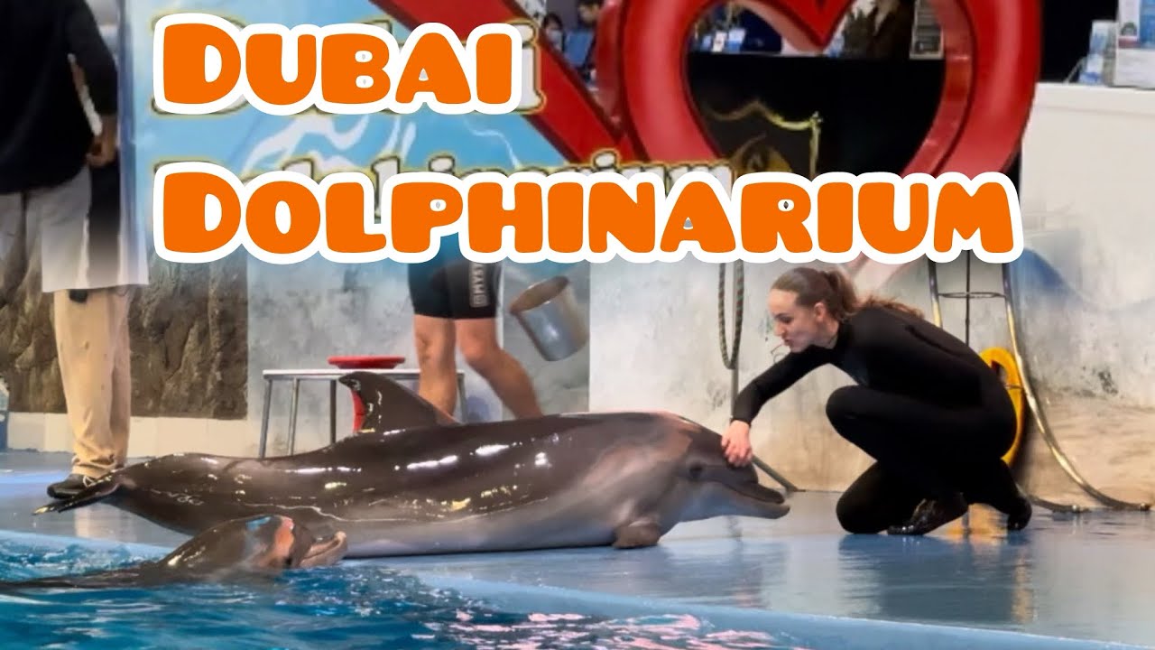 My Dubai Dolphinarium Experience 😍✨ 
