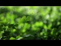 Healing begins with self-acceptance 🍂 Lofi Songs ~ Lofi Hip Hop for [ Relax - Sleep - Study ]