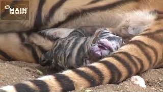 Tiger Birth at Tiger Canyons. Save the tiger, help the tiger. Share our post. Tiger Birth at Tiger Canyons. Save the tiger, help the tiger. Share our post.