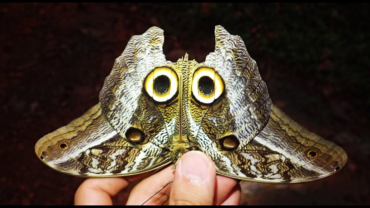 I caught a dangerous insect - YouTube
