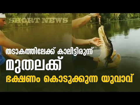 തടാകത്തിലേക്ക് കാലിട്ടിരുന്ന് മുതലക്ക് ഭക്ഷണം കൊടുക്കുന്ന യുവാവ് | SHORT NEWS