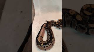 Help! What morphs r these??#ballpythonmorphs #pastelballpython #leopardballpython to a normal