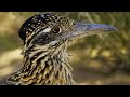 Roadrunner S Race Against Time 4K UD Seven Worlds One Planet BBC Earth