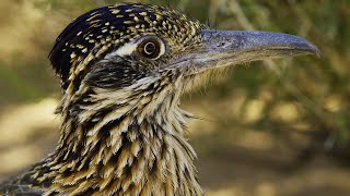 Roadrunner's Race Against Time | 4K UD | Seven Worlds One Planet | BBC Earth