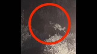මහසෝනව දැකලා නැද්ද | Skin Walker | Fergando