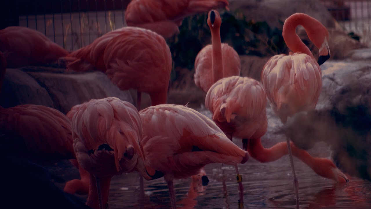 Flamingos | 4K HDR | OLED