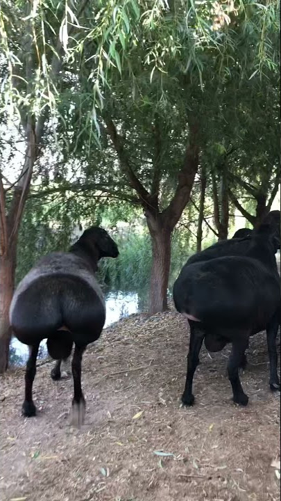 Xanna Montana kocha porno fotosuratida yalangoch