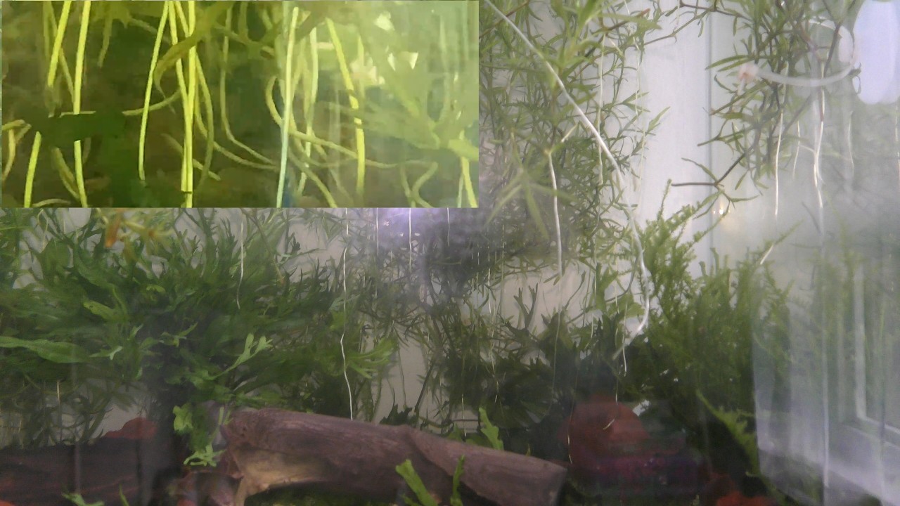 Guppy Grass Roots