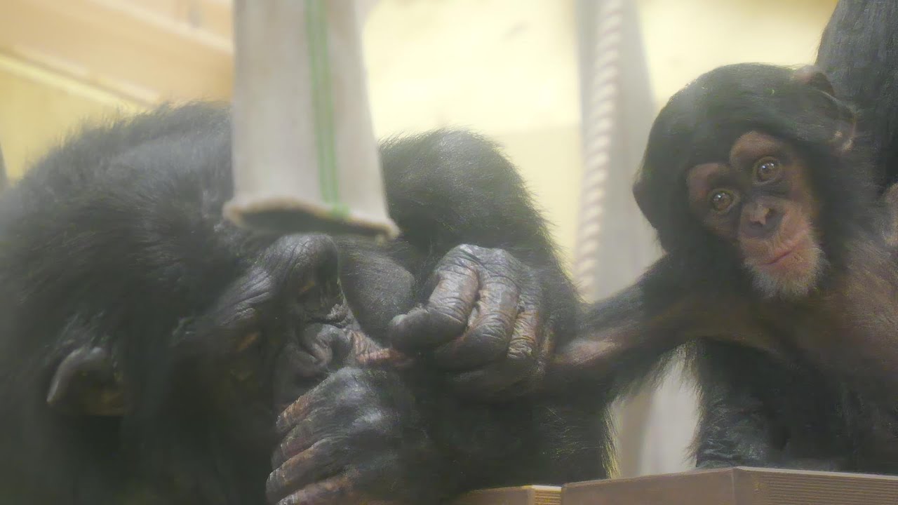 Kazuki's Morning at 4 Months Old! Higashiyama Zoo Chimpanzee