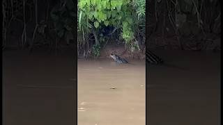 Jaguar tenta sorprender a caimán e falla! #animals