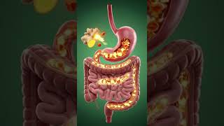 “Candied Ginger A 3D Anatomical Journey of Health, Energy &amp; Wellness