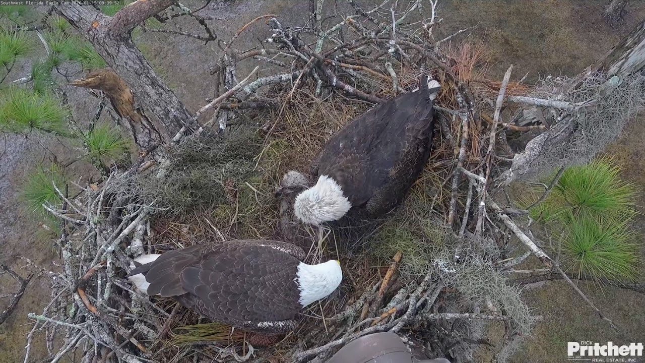 SWFL EAGLE CAM 2026.1.15 A cold, rainy morning. M15 and F23 draped the fluffy material over E26.