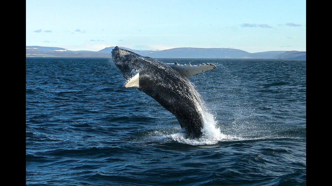 ISLANDE - Chasse à la Baleine en Islande/Observation Baleines en islande
