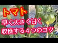 【トマト】実を早く大きく甘くしたい方は、今から言う4つのポイントを知っておいてください。