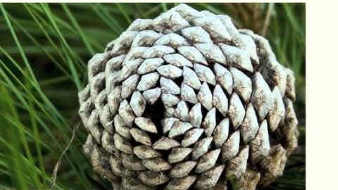 Fibonacci rabbit problem