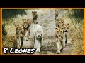 ¿EL LEÓN MÁS FAMOSO? Casper, El León Blanco y sus 8 hermanos