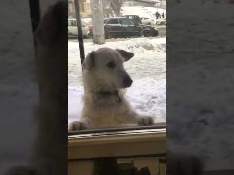 песик - YouTube