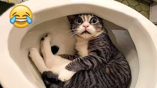 Cats Being Confused