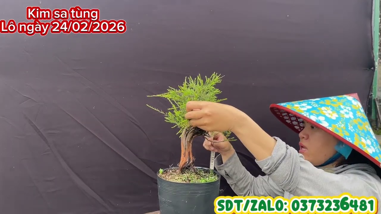 Kim sa tùng thuần chậu giá rẻ. Dòng lá kim, thơm mùi tinh dầu. Lô ngày 24/02/2026