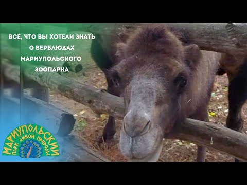 🐫ВСЕ, ЧТО ВЫ ХОТЕЛИ ЗНАТЬ О ВЕРБЛЮДАХ МАРИУПОЛЬСКОГО ЗООПАРКА