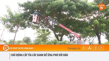 CHỦ ĐỘNG CẮT TỈA CÂY XANH ĐỂ ỨNG PHÓ VỚI BÃO