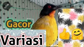 Suara burung Kutilang Emas Gacor Variasi @ponirankwokchannel