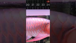 Premium Super Red Arowana #shorts