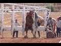 Carreras de Caballos en Moapa, Nevada 25 de Febrero 2017