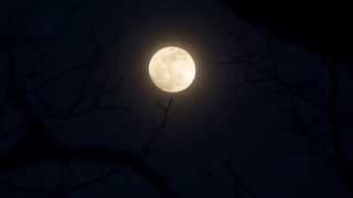 Nearly Full Moon with Peepers singing their Springtime song