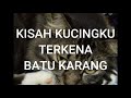 Kucing batu karang | flutd cat