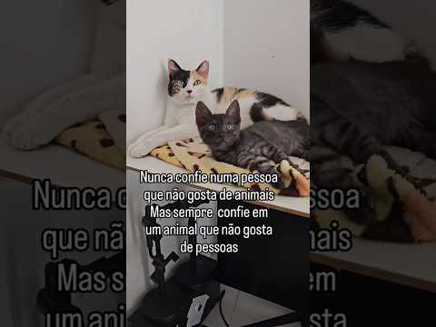 Eu tenho um sonho. #music #cat #anime