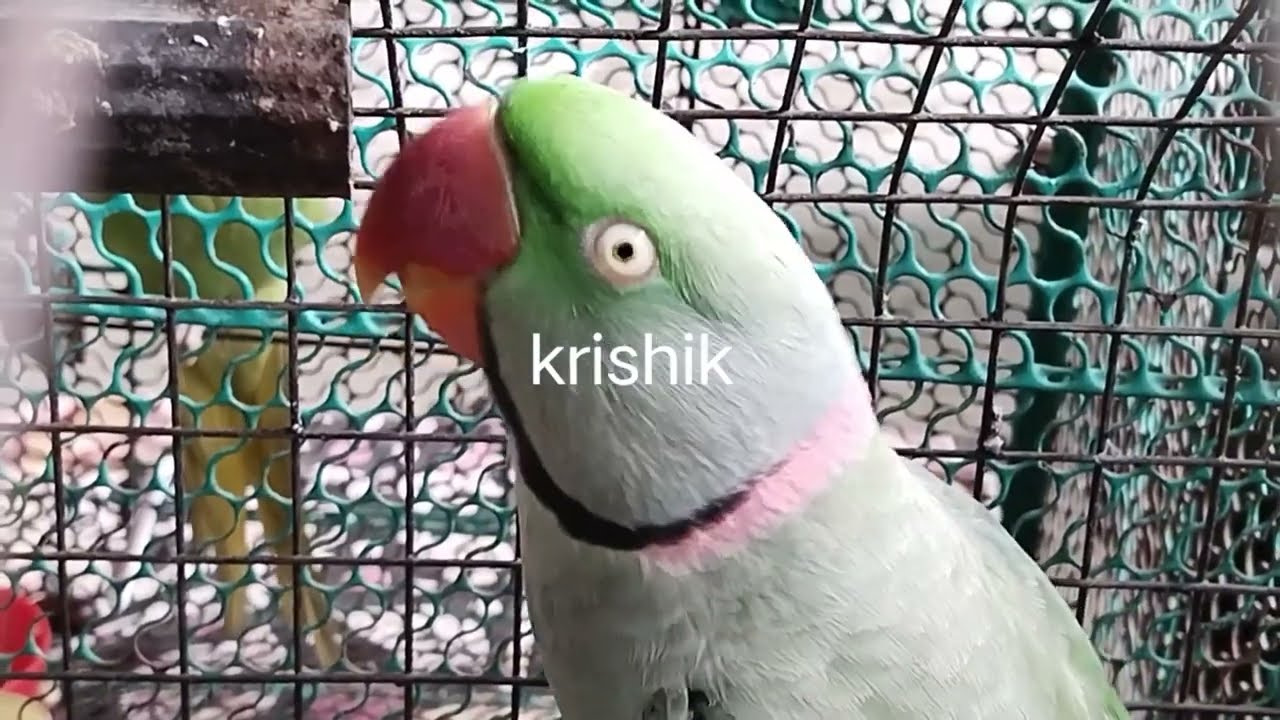        krishik6549