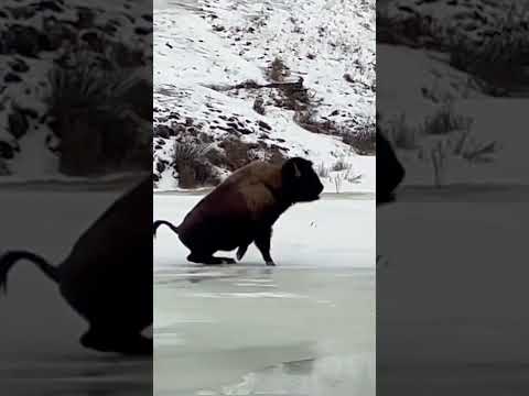 Bye-son! Yellowstone Park bison takes a slips, falls on frozen creek. #Shorts