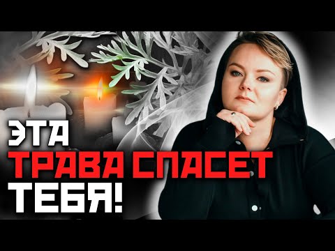 Какие магические свойства несет полынь? Полынь – трава ведьм!