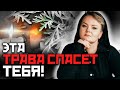 Какие магические свойства несет полынь Полынь трава ведьм 