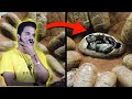 वैज्ञानिको ने ढूंढ लिए Dinosaur के बच्चे | 8 Most Amazing Recent Archaeological Discoveries! Amazing