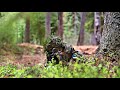 US Marines Join Estonia on Last Hedgehog Raid