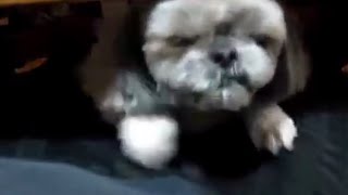 Shih Tzu Dog(Chrysanthemum) try to climb on lap, Cute by Super Puppy 2,902 views 8 years ago 1 minute, 44 seconds
