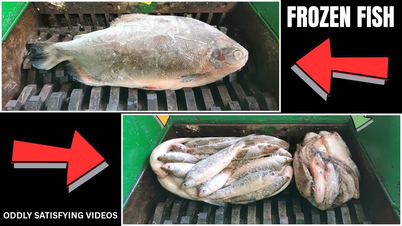 Frozen Fish vs Shredder Machine | Satisfying ASMR Video!