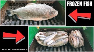 Frozen Fish Vs Shredder Machine Satisfying Asmr Video