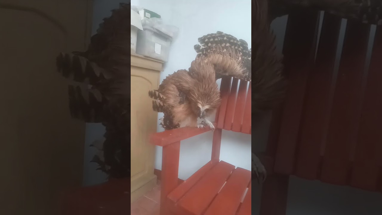 The Real Angry Birds - Buffy Fish Owl 