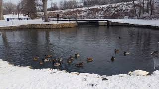 Cannon Falls, MN Pond