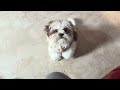 Ye ladka mujhe shoes bhi nai daalne deta😂🐩#pets #lifeisbutadream #shihtzu