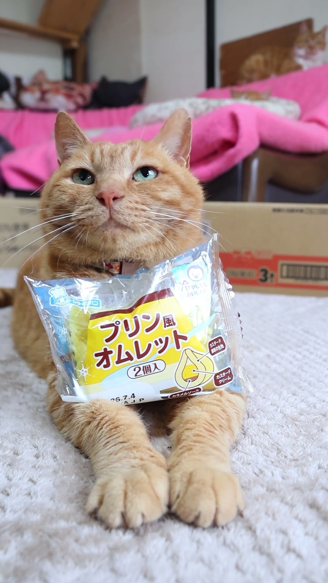 かご猫 Blog - YouTube